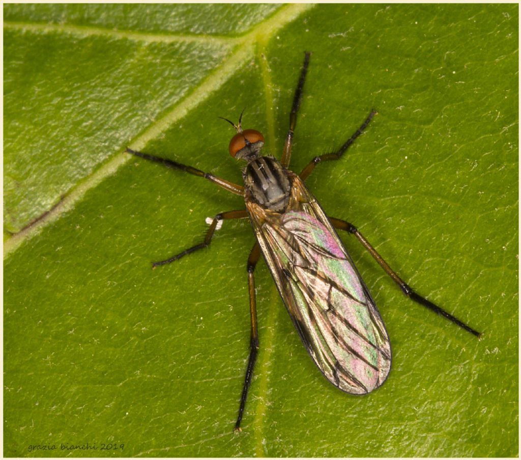 trattasi di brachystoma vesiculosum?